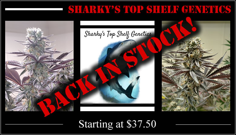 Sharky's Back In stock